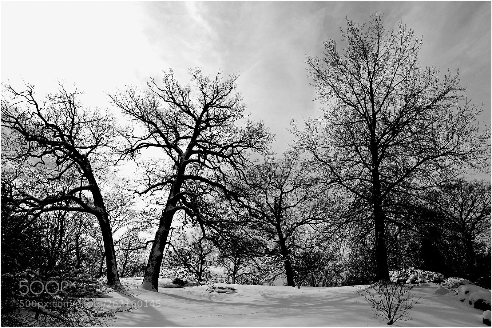 Olympus PEN-F sample photo. Three trees photography