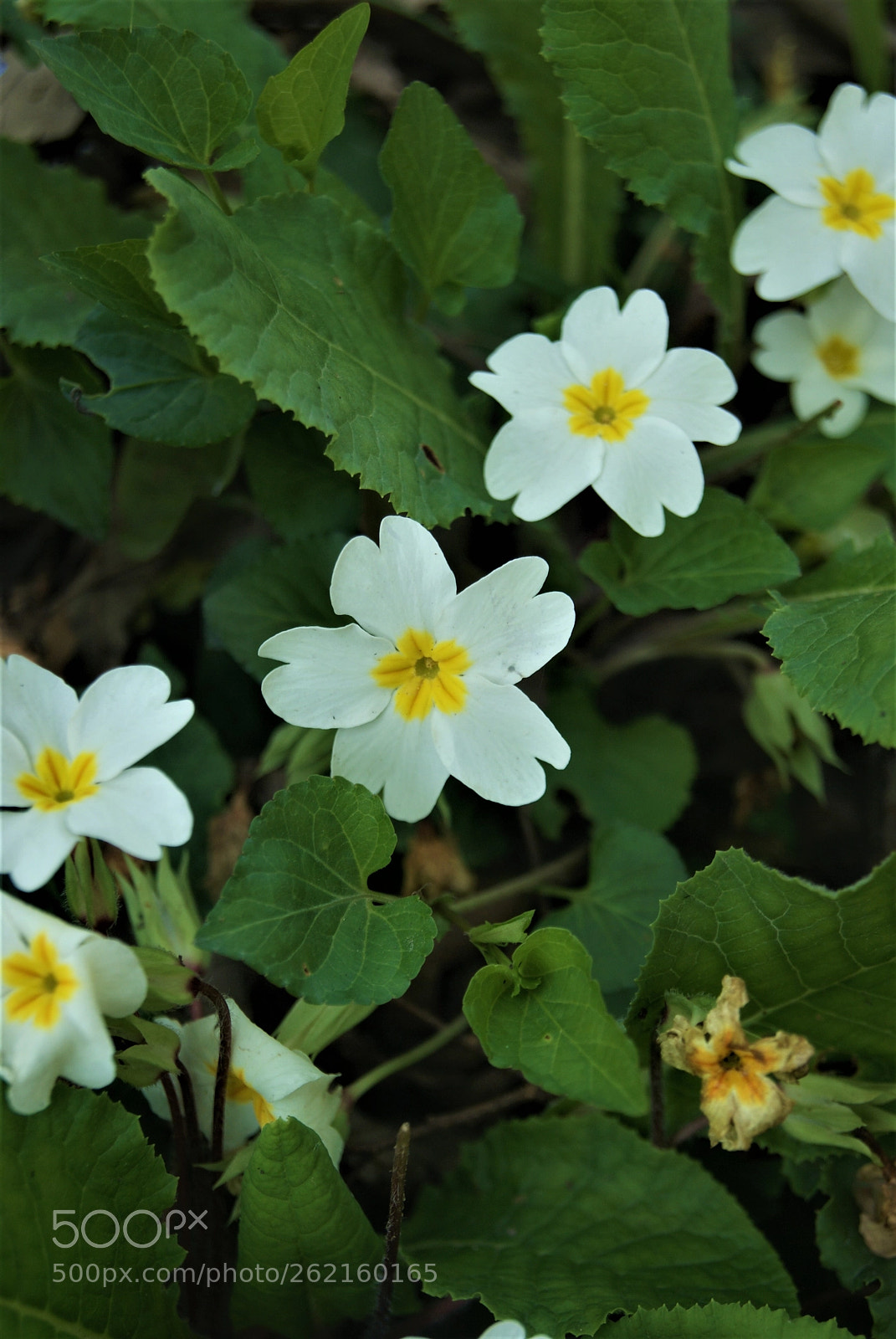 Sony Alpha DSLR-A230 sample photo. Wild flowers 3 photography