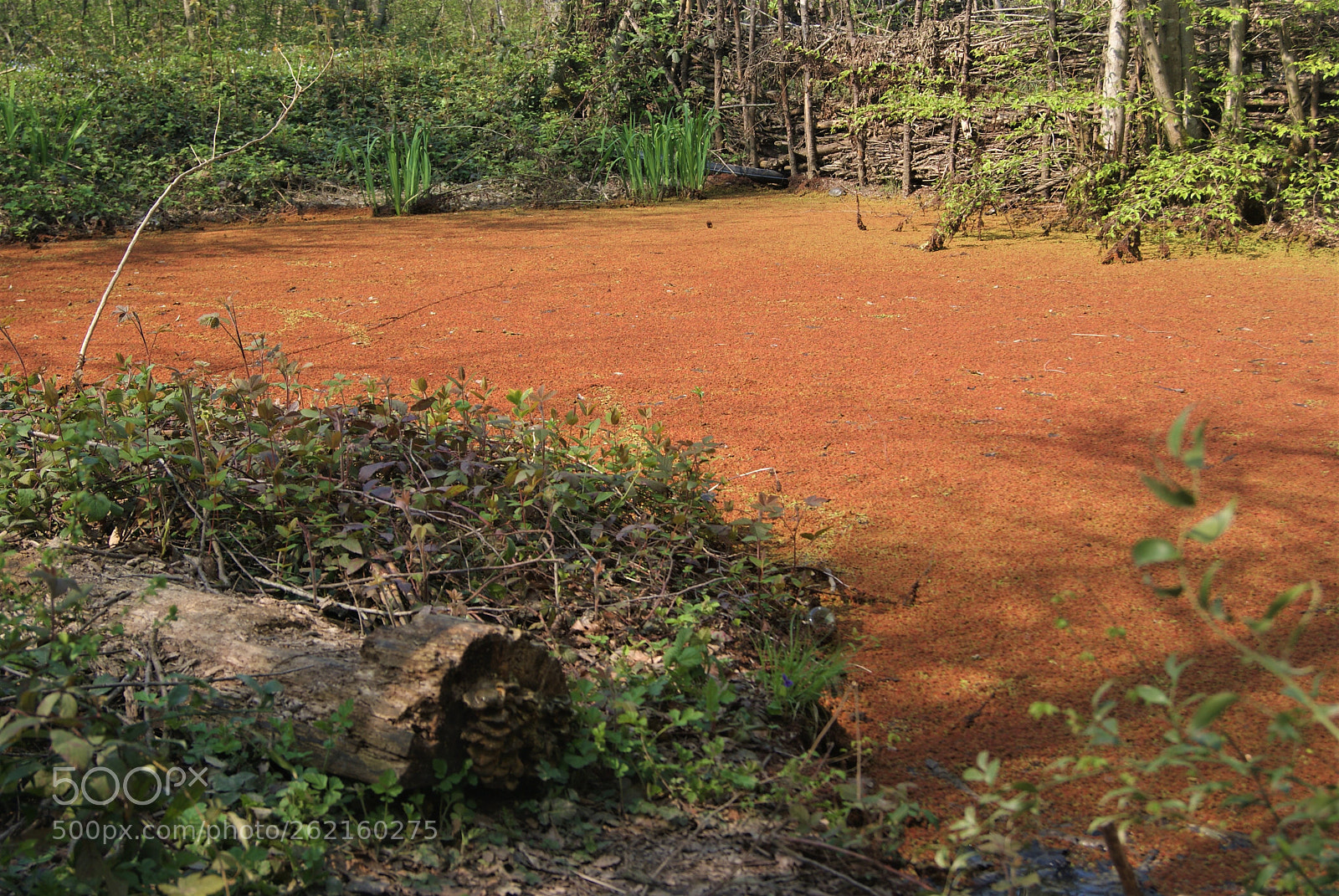 Sony Alpha DSLR-A230 sample photo. Wetland 3 photography