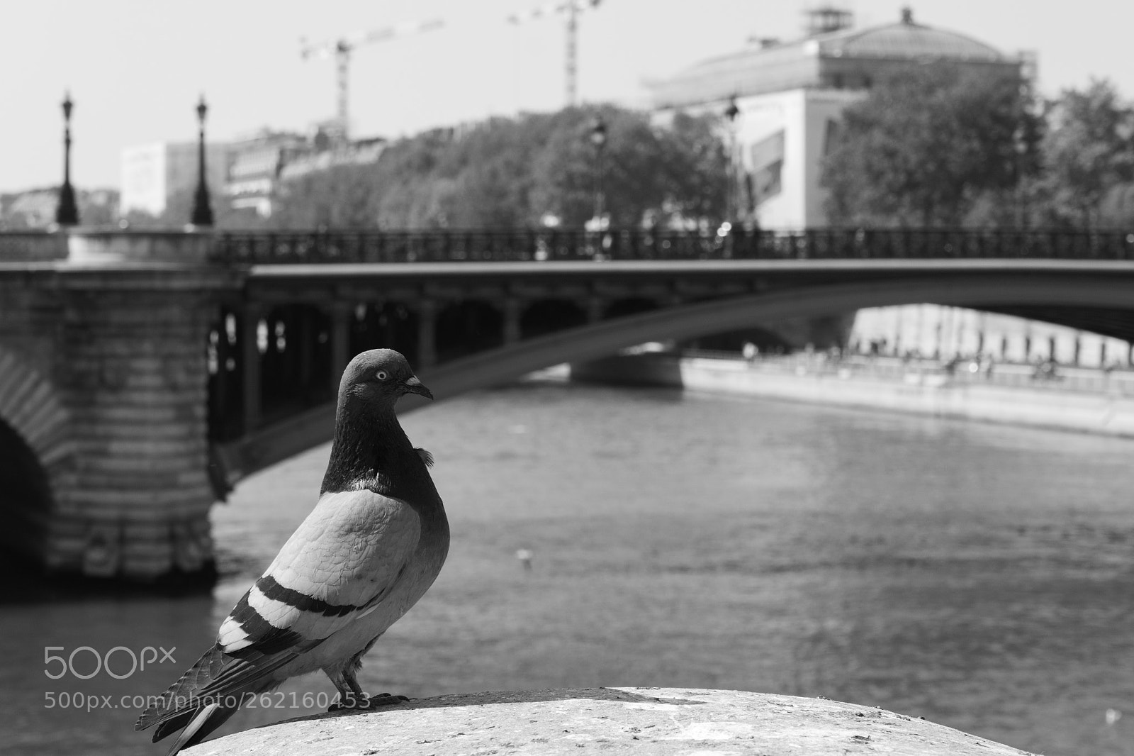 Canon EOS 650D (EOS Rebel T4i / EOS Kiss X6i) sample photo. Bridge photography