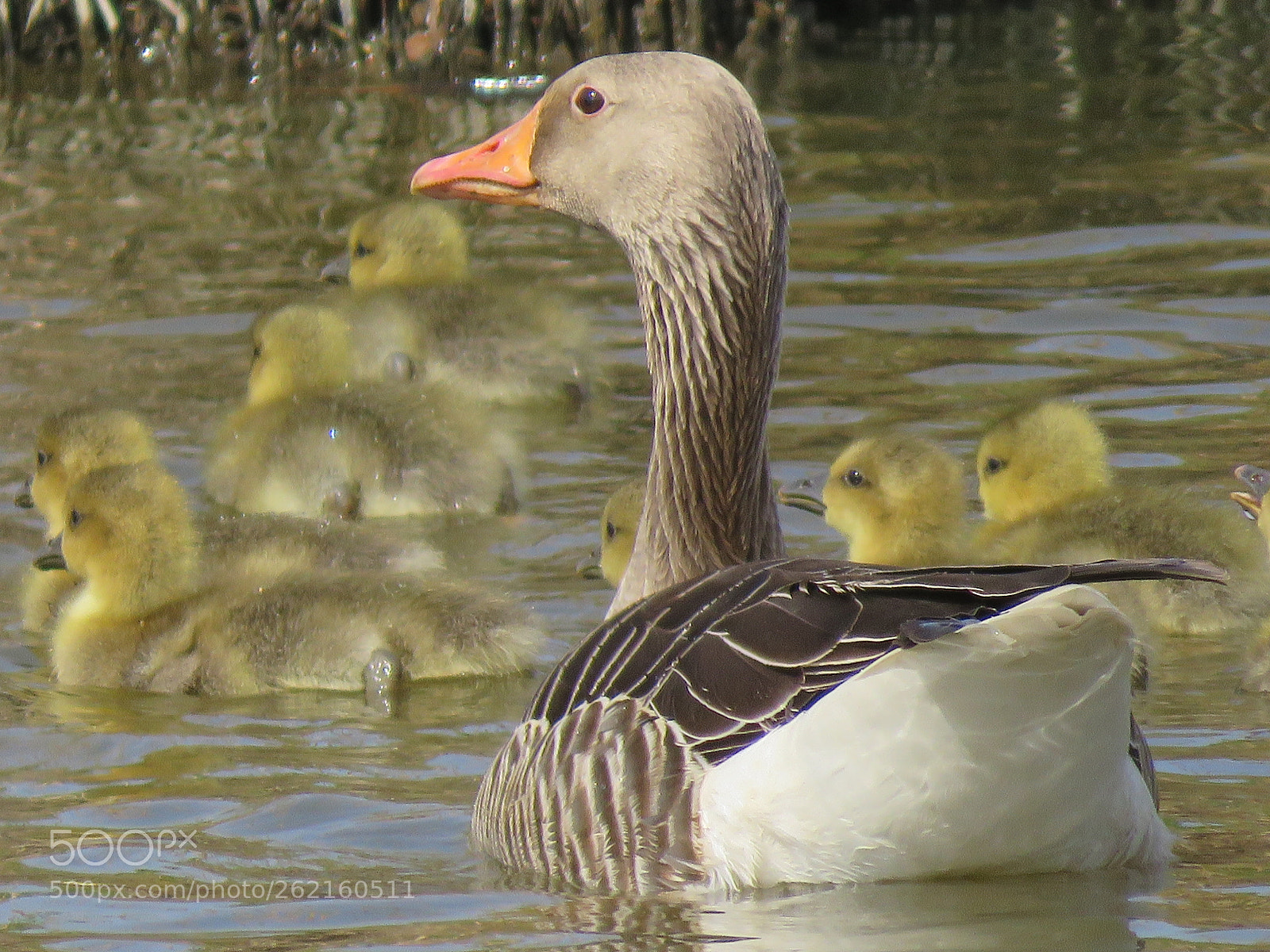 Canon PowerShot SX60 HS sample photo. Full alert female goose photography