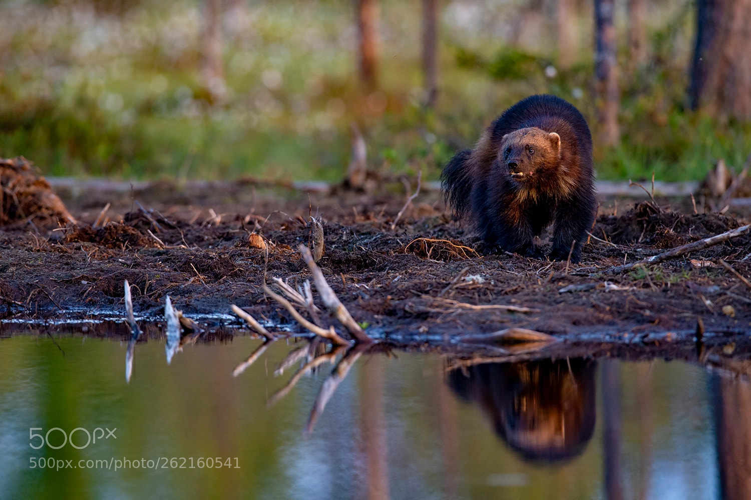 Nikon D4 sample photo. Finnish wolverine photography