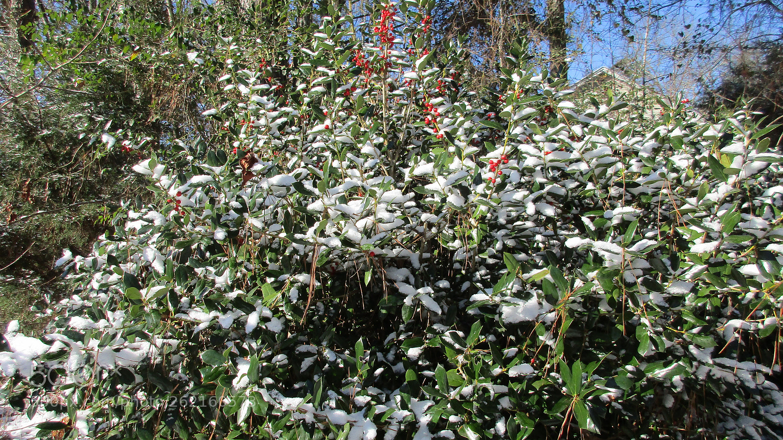 Canon PowerShot ELPH 170 IS (IXUS 170 / IXY 170) sample photo. Snow bush photography