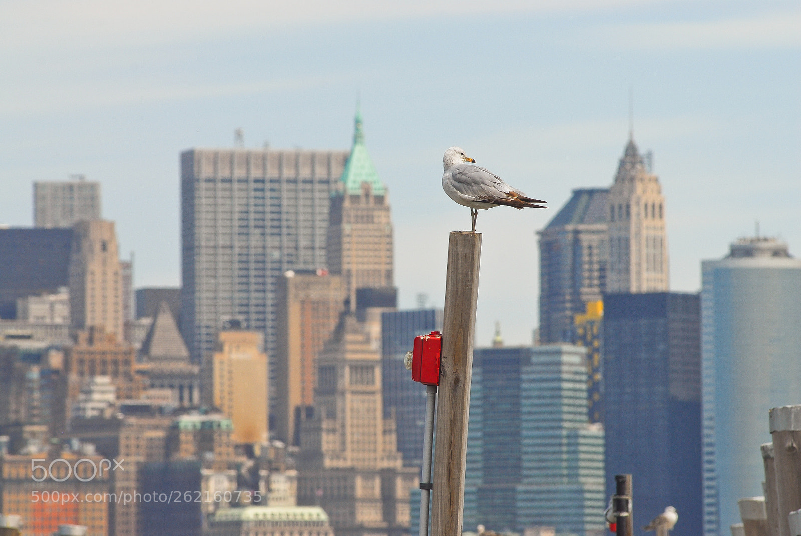 Nikon D200 sample photo. Liberty seagull photography