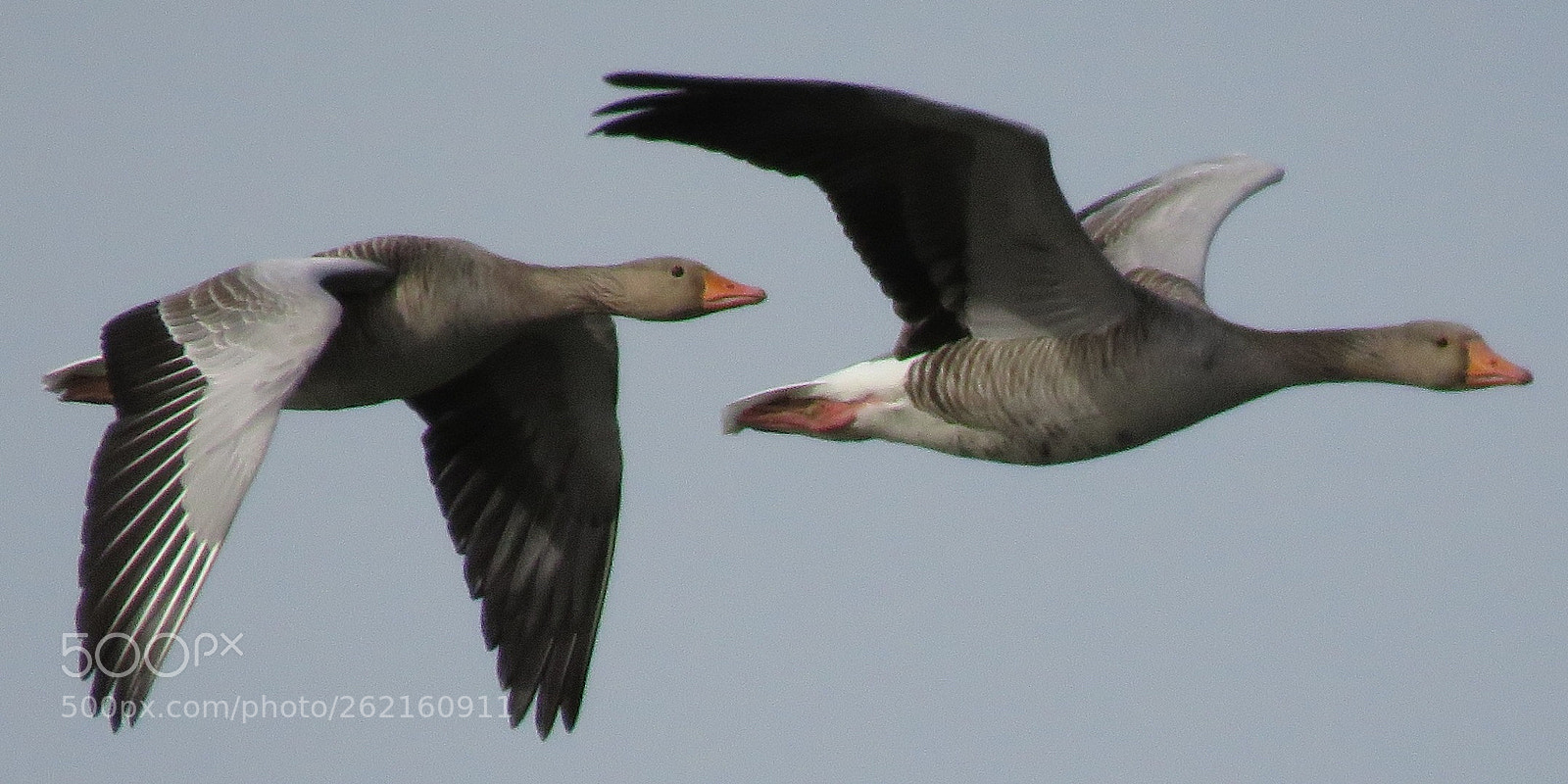 Canon PowerShot SX60 HS sample photo. Flying with my wingman photography