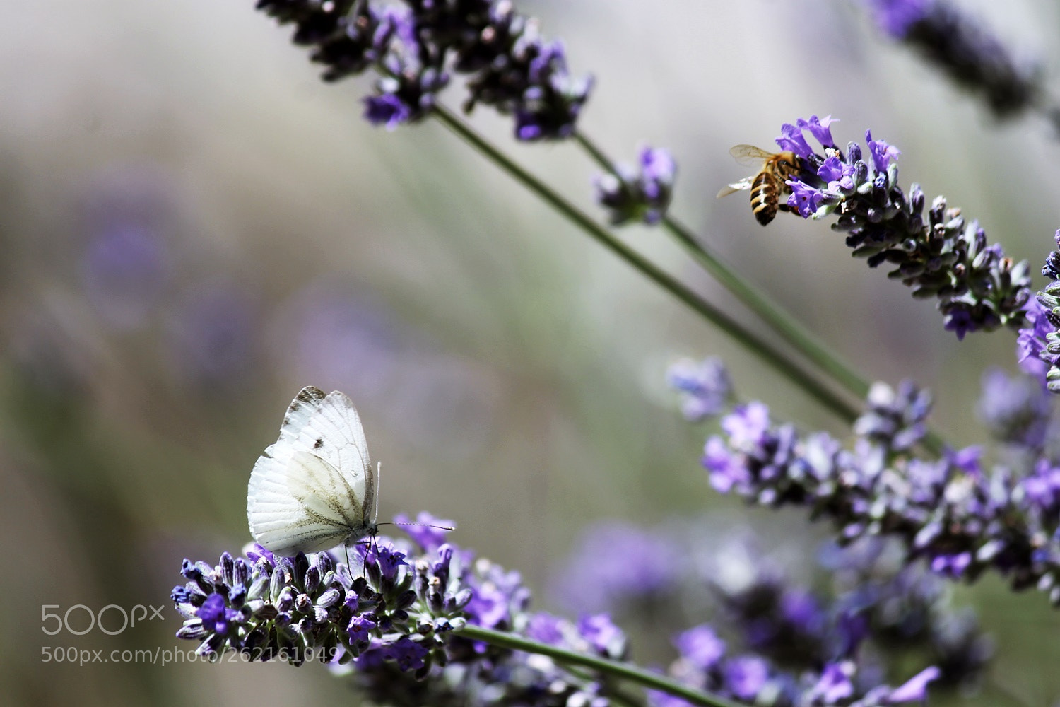 Canon EF-S 55-250mm F4-5.6 IS II sample photo. Hunger games photography