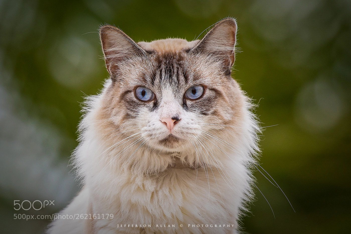 Canon EOS 5D Mark IV sample photo. Cat photography