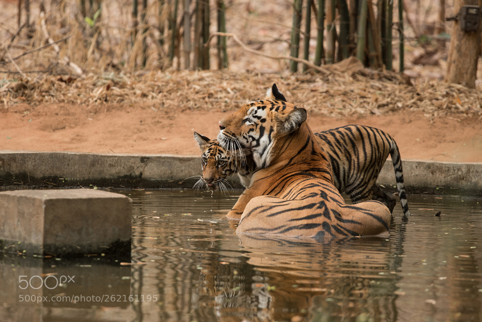 Nikon D750 sample photo. Lara and her cub photography