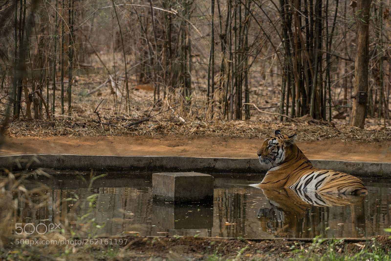 Nikon D750 sample photo. Tiger in water photography