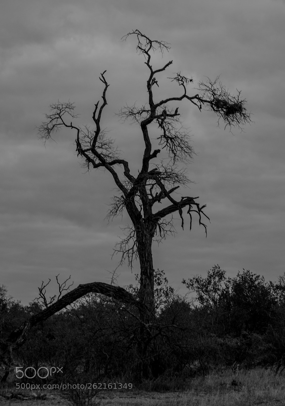 Nikon D5100 sample photo. Tree photography
