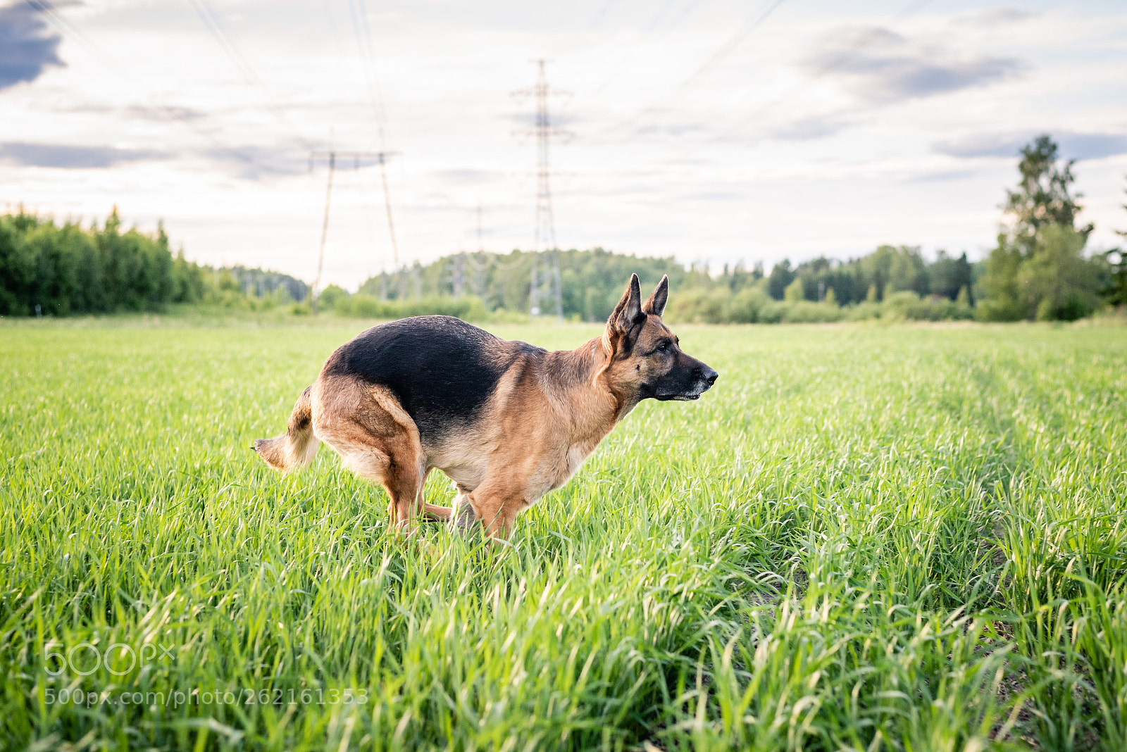Nikon D750 sample photo. The one who will photography