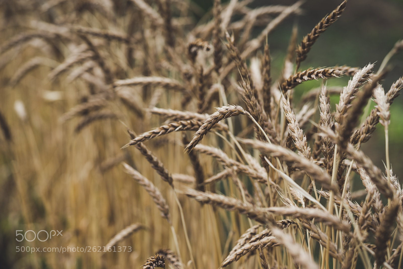 Sony a7 II sample photo. Wheat photography