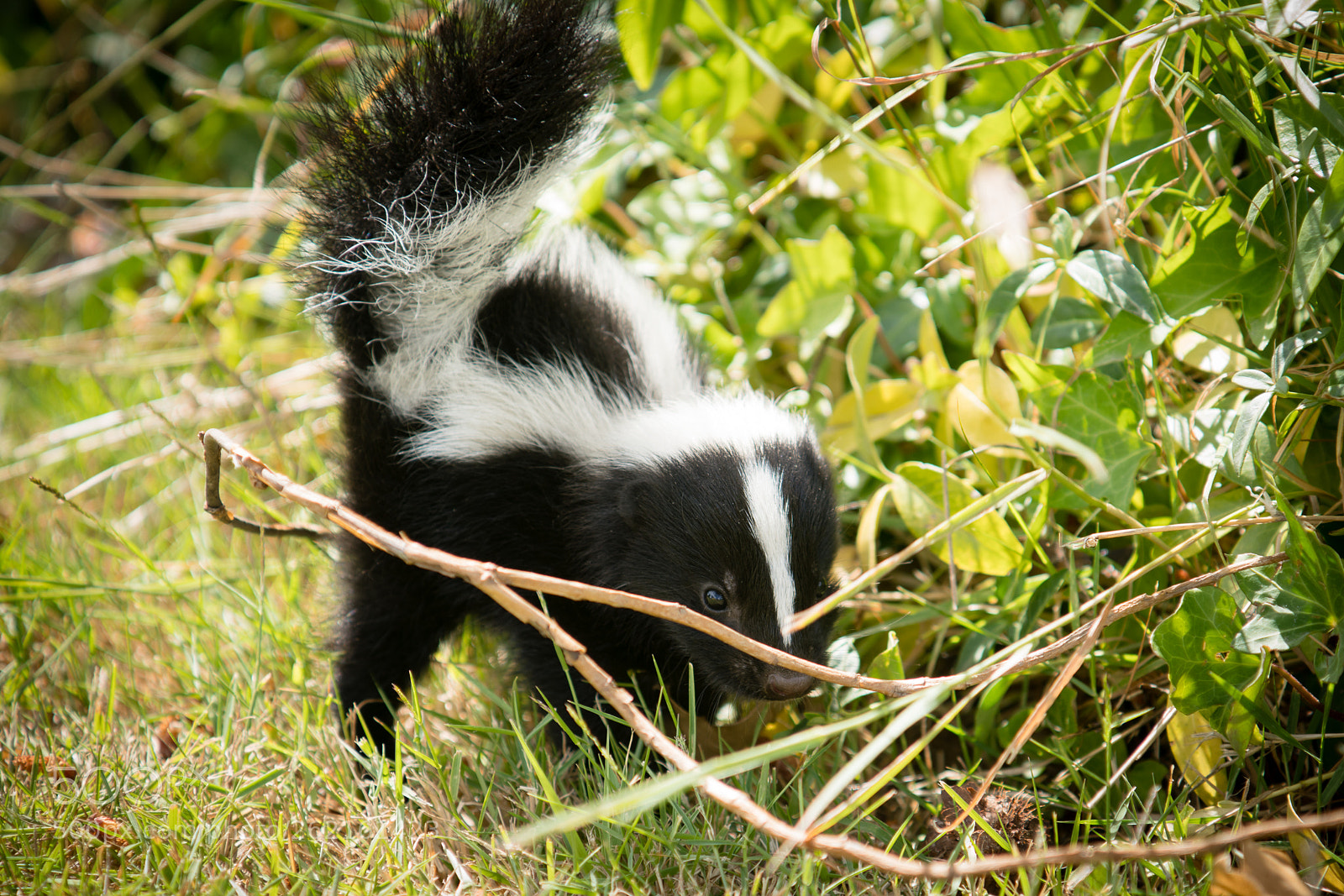 Sony a99 II sample photo. Baby skunk photography