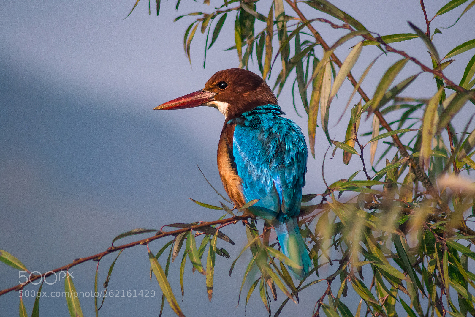Nikon D3100 sample photo. White breasted kingfisher photography
