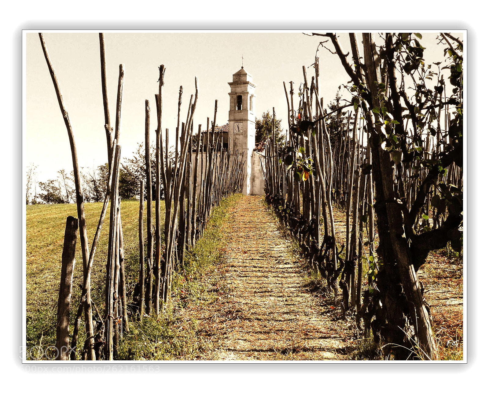 Panasonic DMC-TZ3 sample photo. Old style vineyard photography