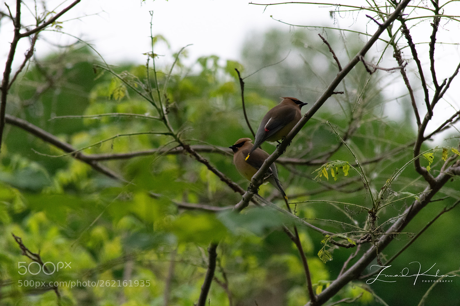 Nikon D3400 sample photo. Cedar waxwing photography