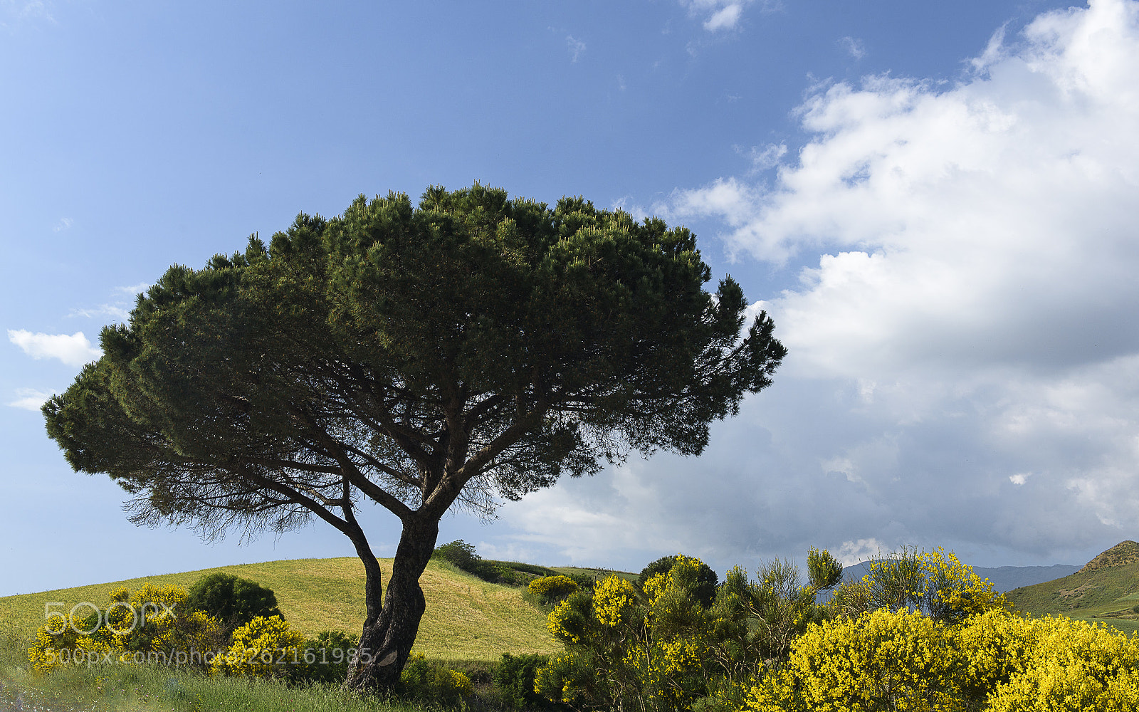 Nikon D750 sample photo. Trees of sicily #11 photography