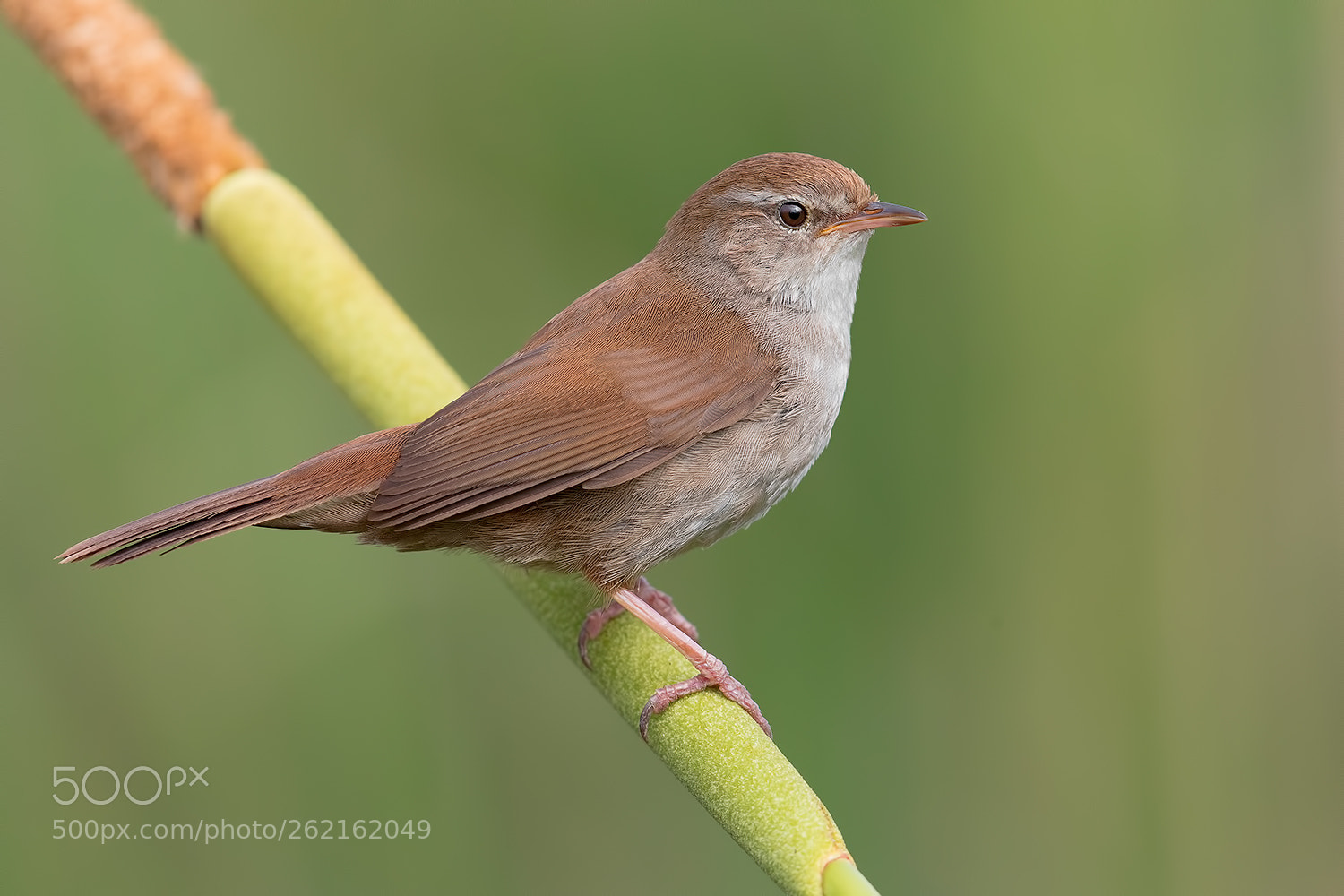 Canon EOS 5D Mark IV sample photo. Cetti's warbler portrait ! photography