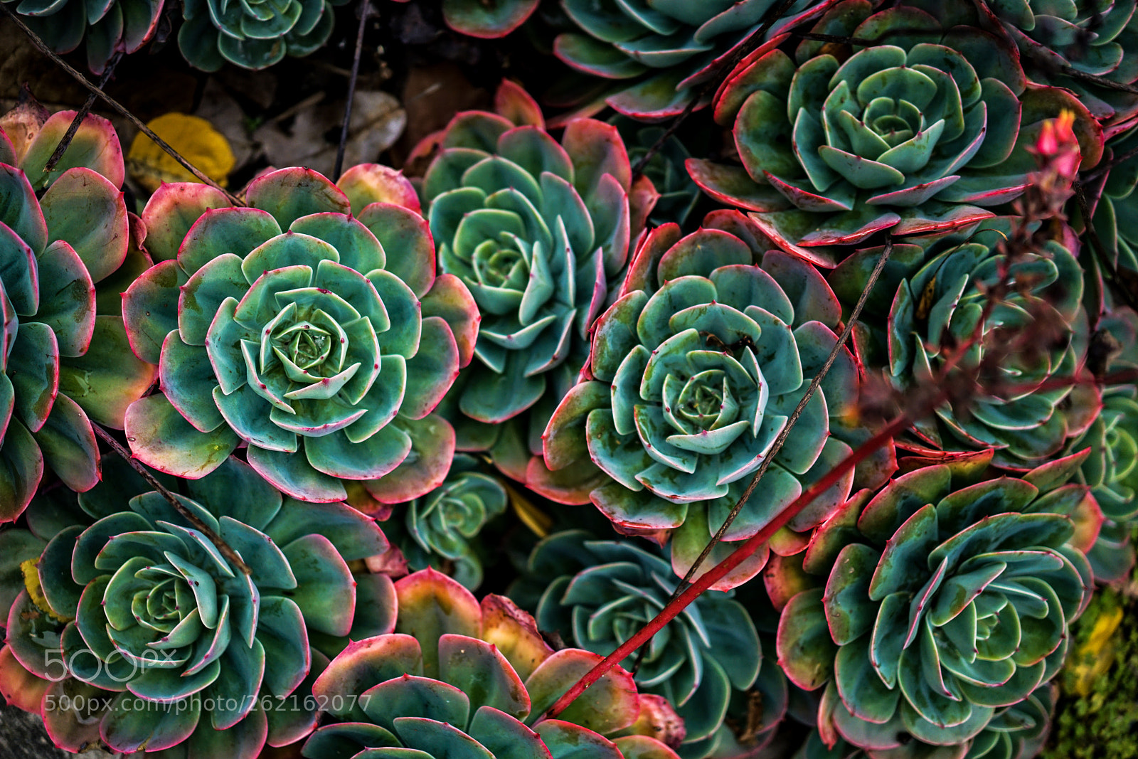 Sony a7R II sample photo. Org dsc photography