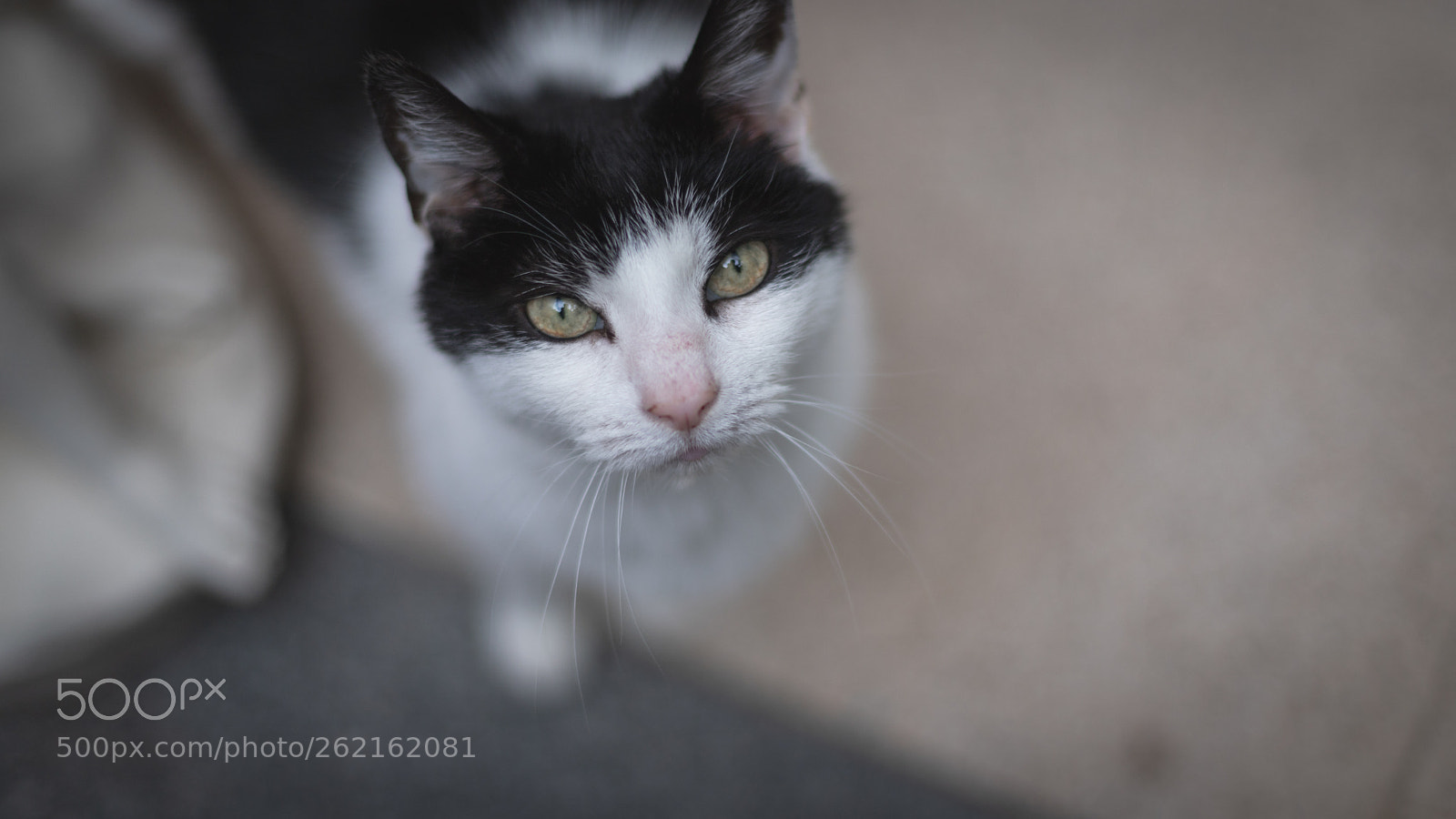 Canon EOS 6D Mark II sample photo. Leia photography