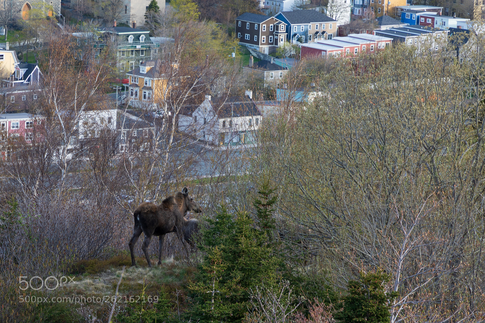 Canon EOS 5D Mark IV sample photo. Moose sighting in st photography