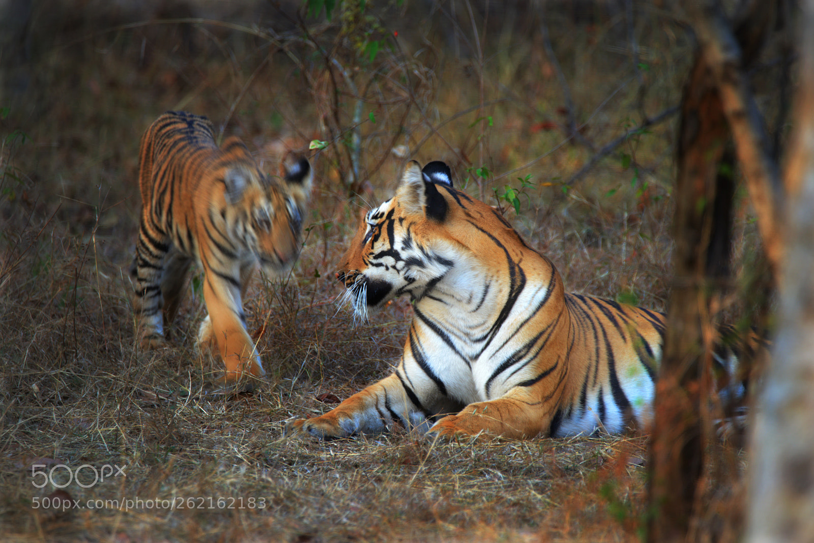 Nikon D610 sample photo. A cub approaching to photography