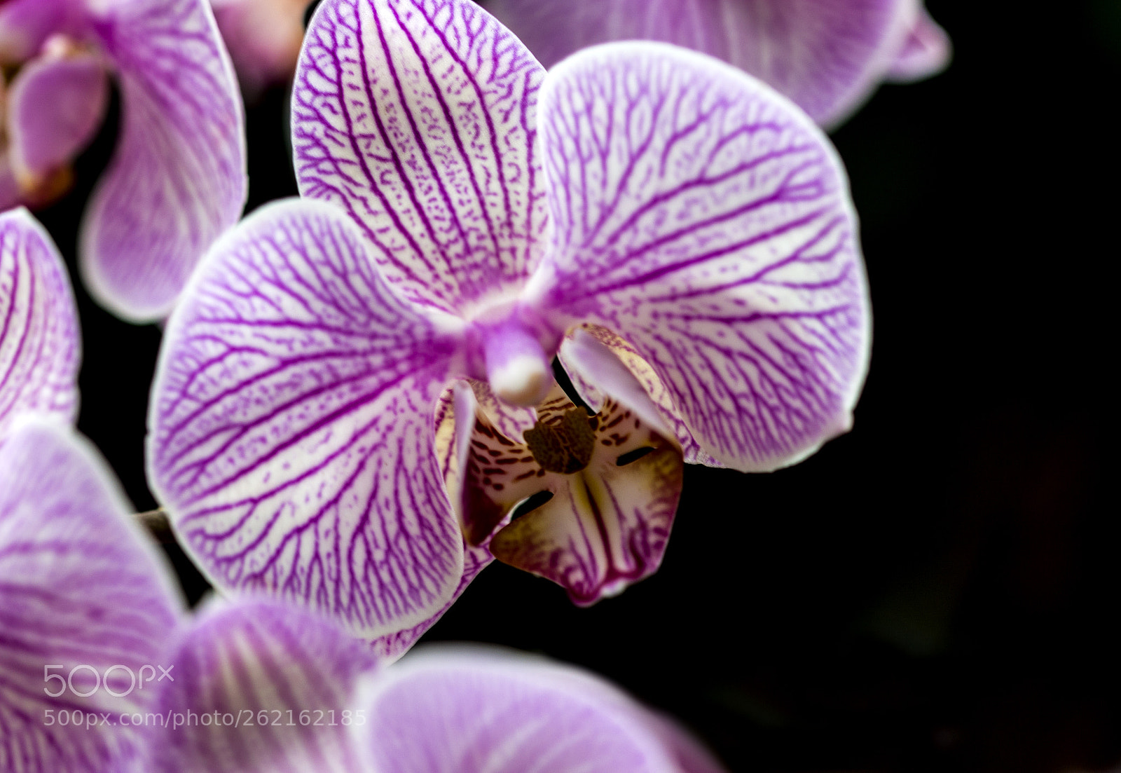 Canon EOS 700D (EOS Rebel T5i / EOS Kiss X7i) sample photo. Orchid photography