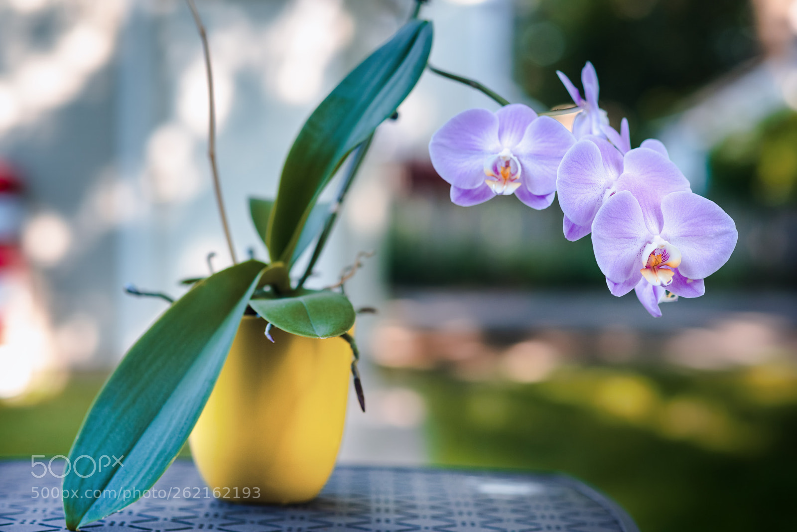 Nikon D810 sample photo. Orchid photography
