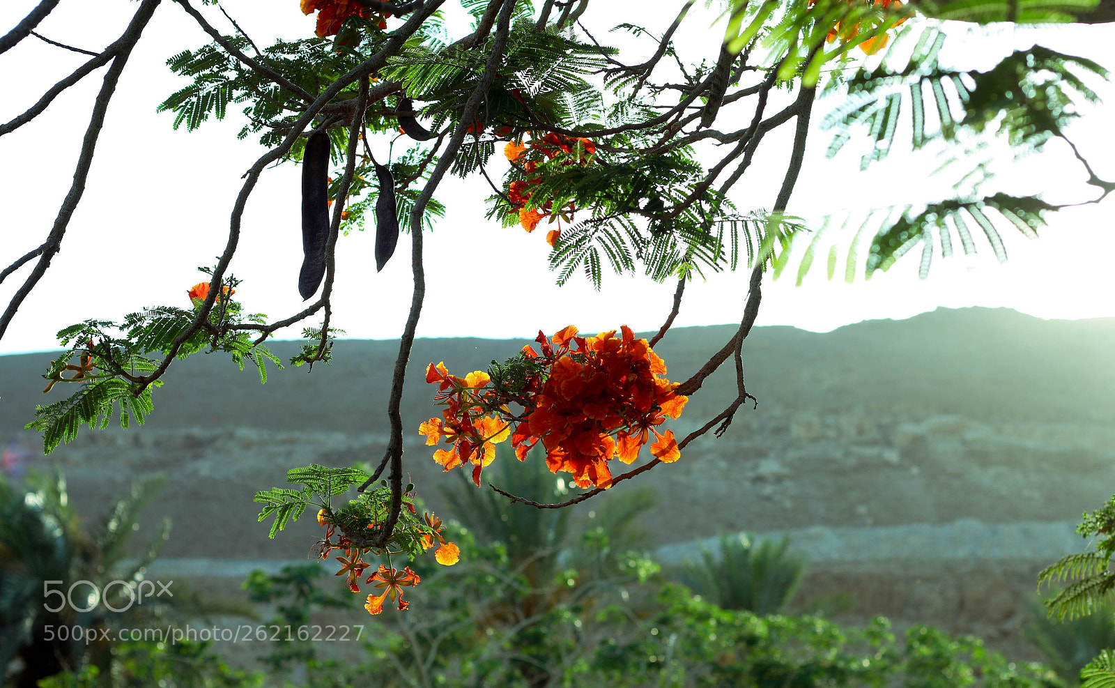 Canon EOS 70D sample photo. Untitled photography