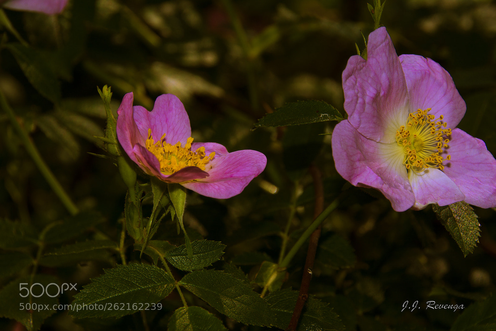 Nikon D7100 sample photo. Rosas silvestres photography