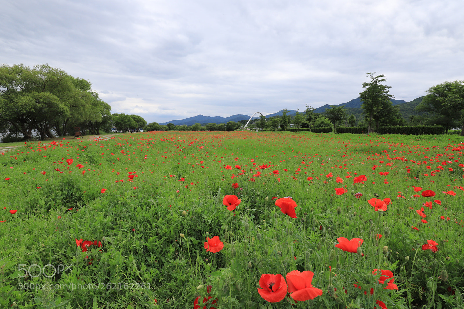 Canon EOS 6D Mark II sample photo. Poppied photography
