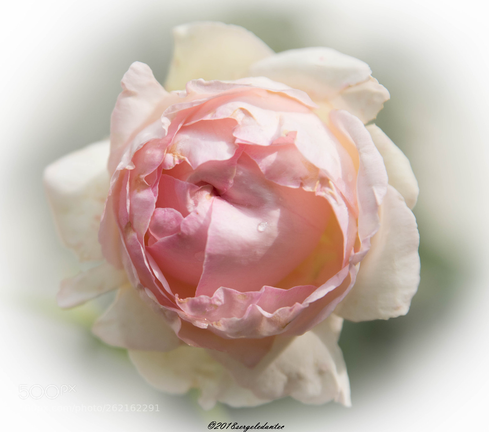 Nikon D5300 sample photo. Rose ancienne photography
