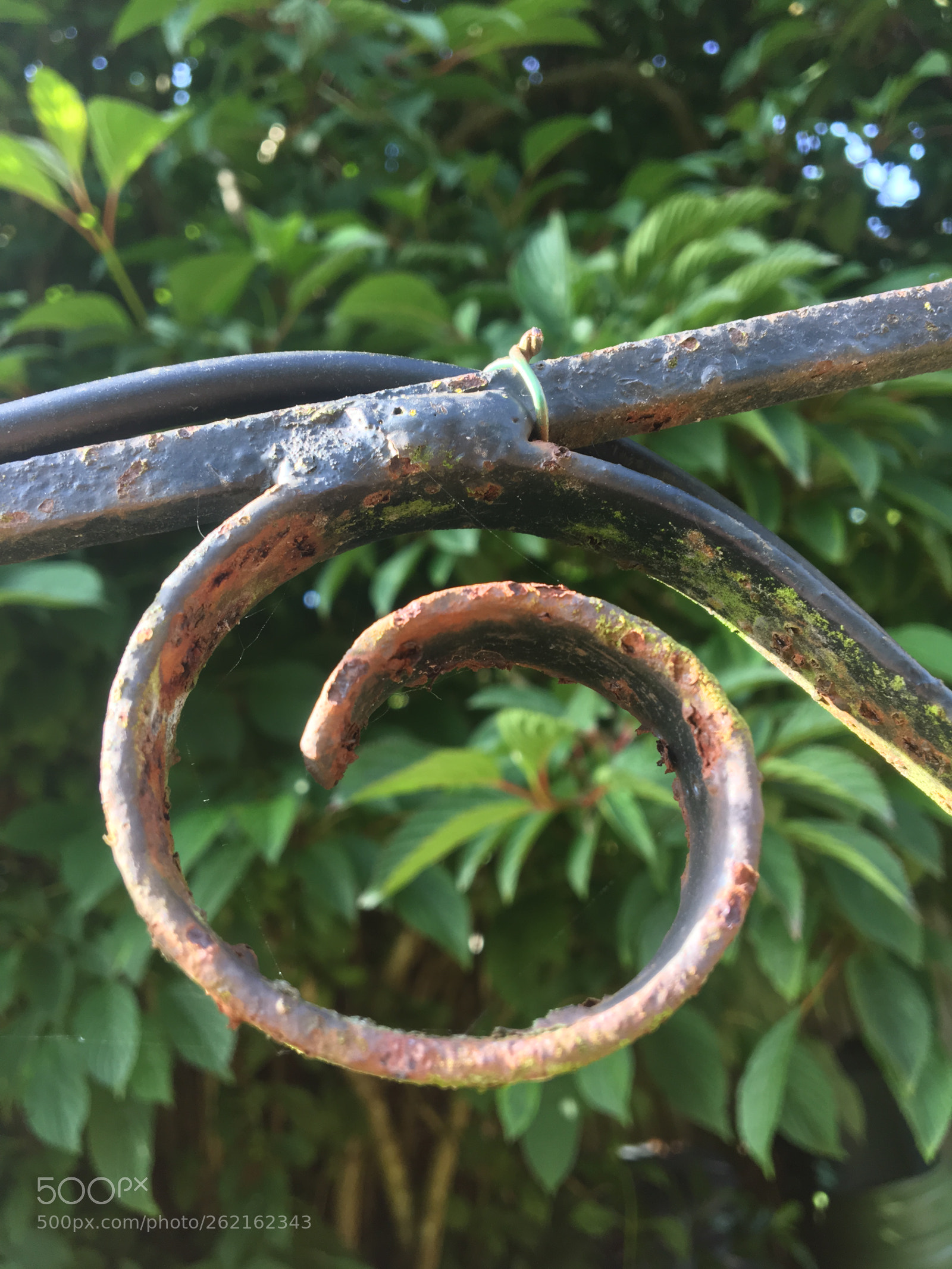 Apple iPhone 6s sample photo. [garden] photography