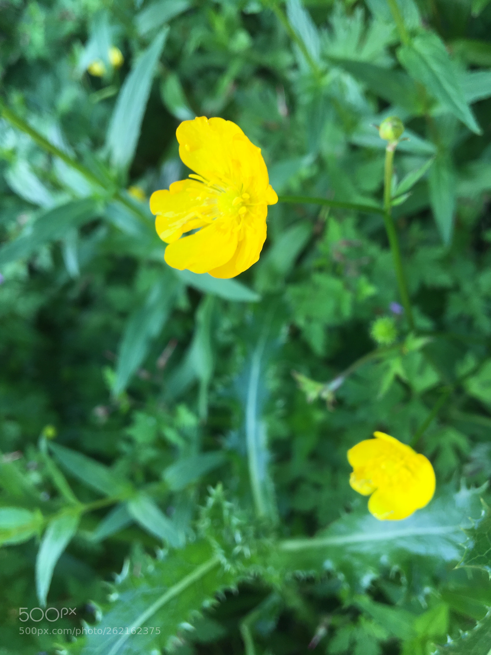 Apple iPhone 6s sample photo. [garden] photography