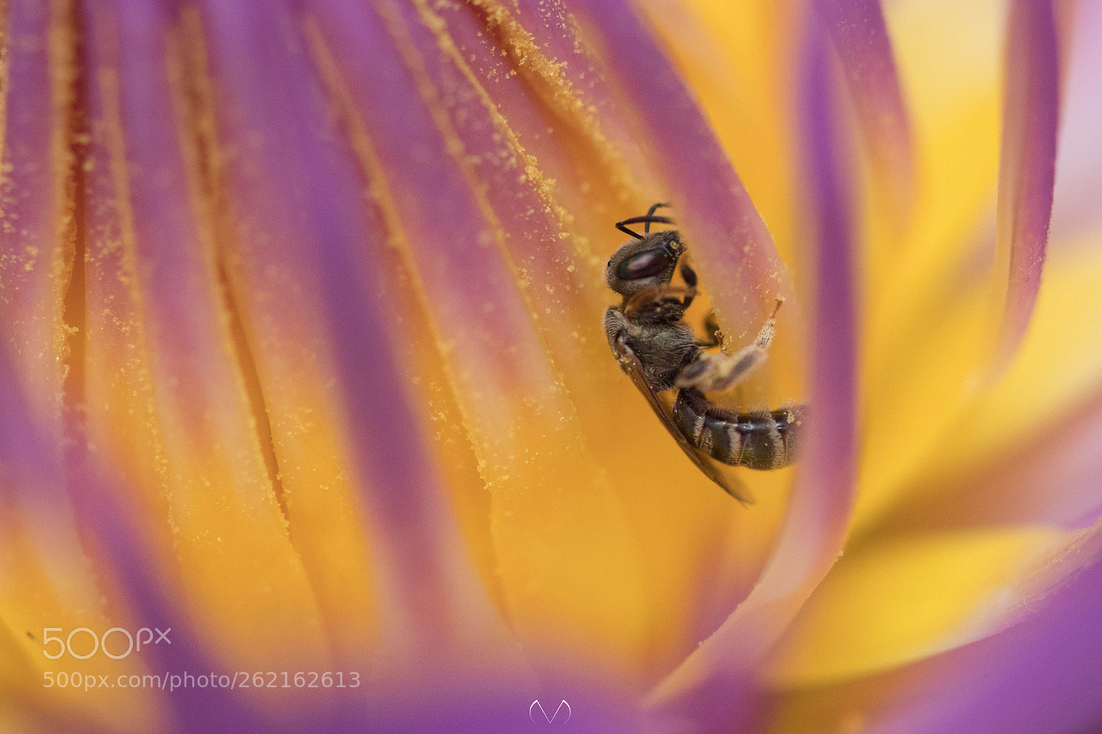 Canon EOS-1D X Mark II sample photo. Nectar mine photography