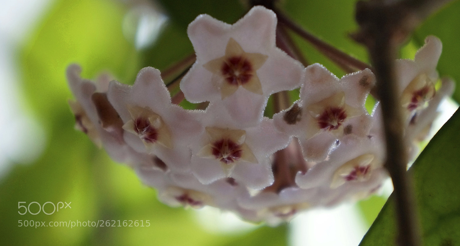 Sony E 18-55mm F3.5-5.6 OSS sample photo. Flowers photography