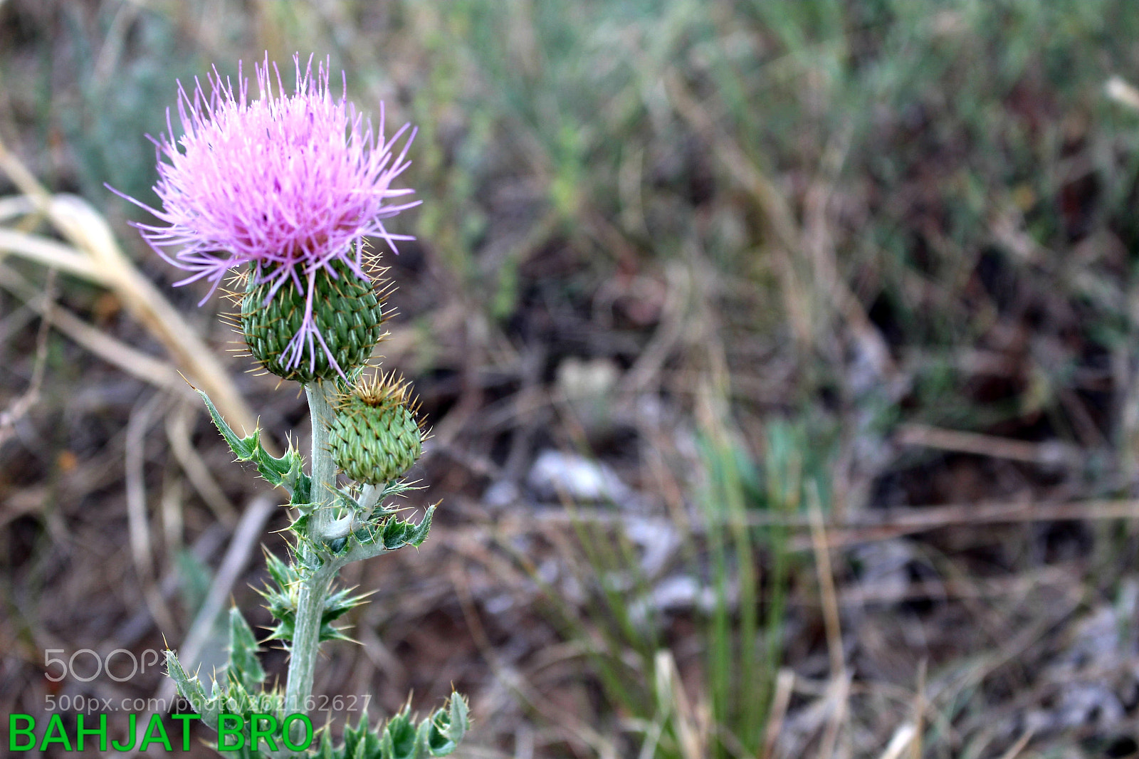 Canon EOS 100D (EOS Rebel SL1 / EOS Kiss X7) sample photo. Good morning friends photography