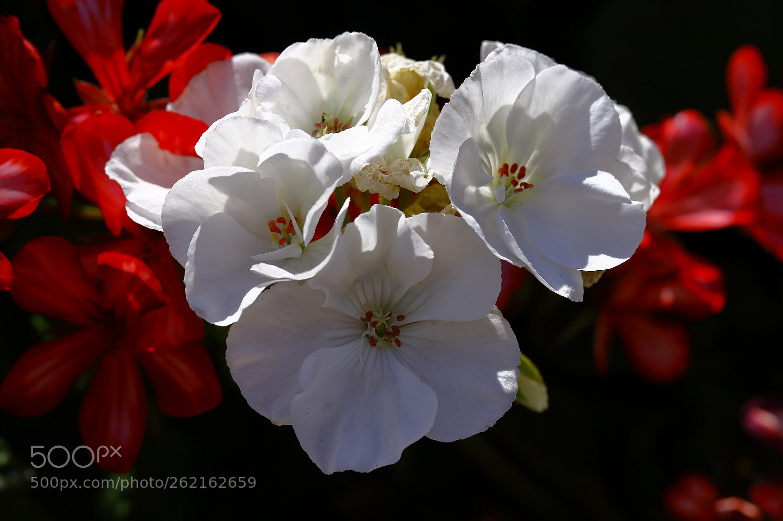 Canon EF 100mm F2.8L Macro IS USM sample photo. Tricolor photography
