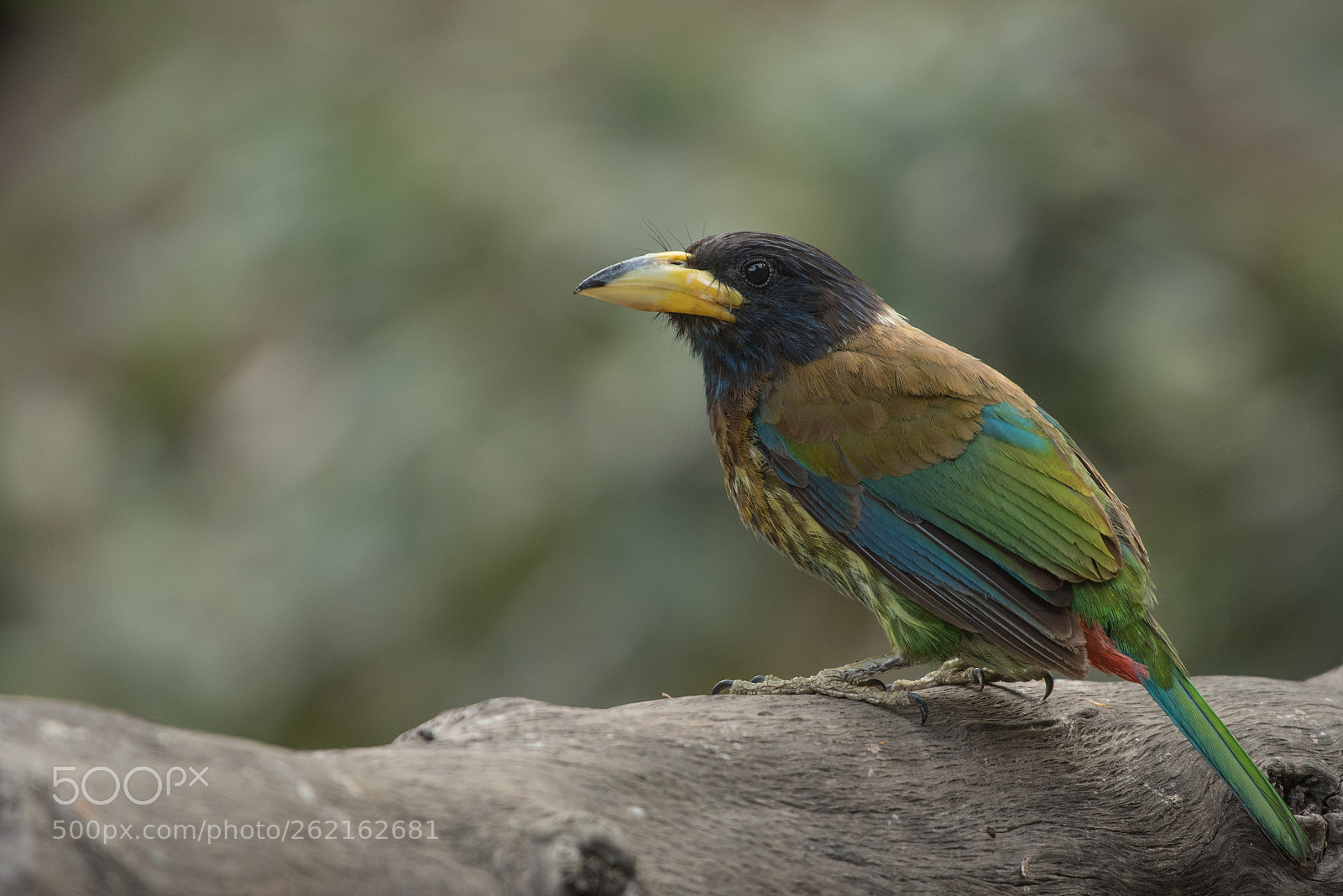 Nikon D750 sample photo. Great barbet photography