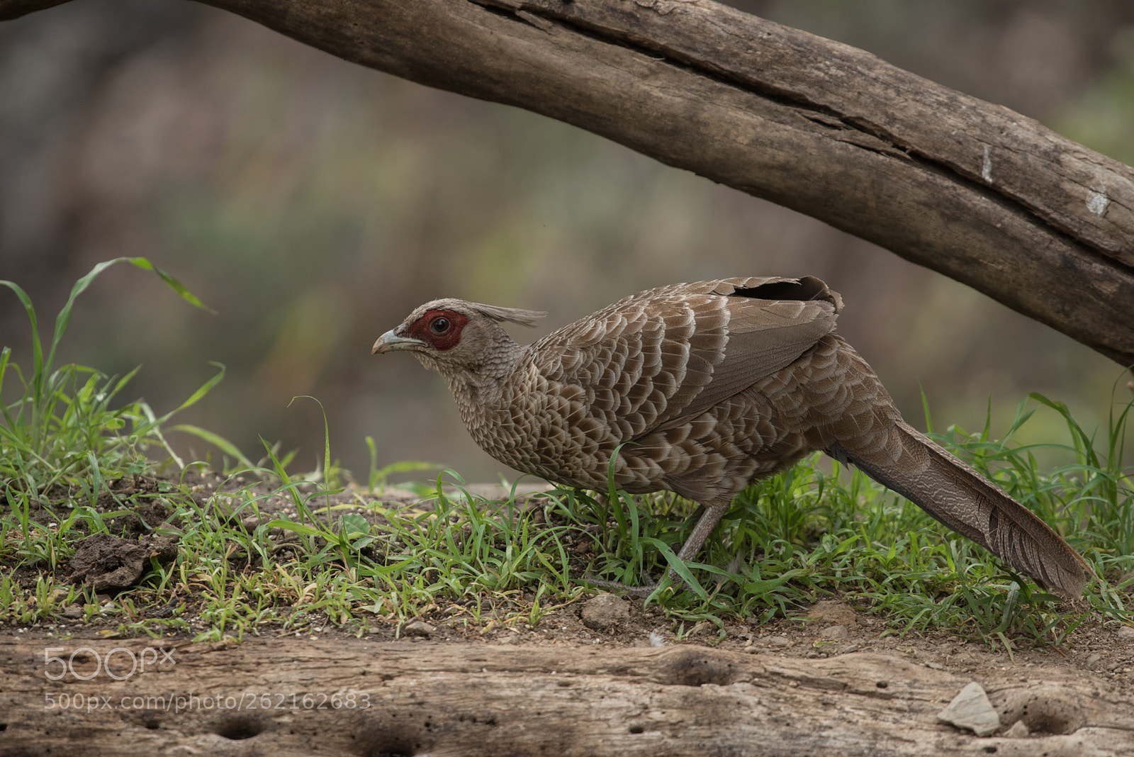 Nikon D750 sample photo. Khlij pheasant photography
