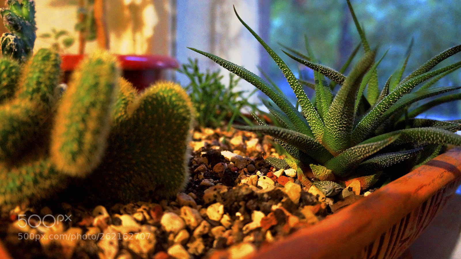 Sony Alpha a3000 sample photo. 2 photography