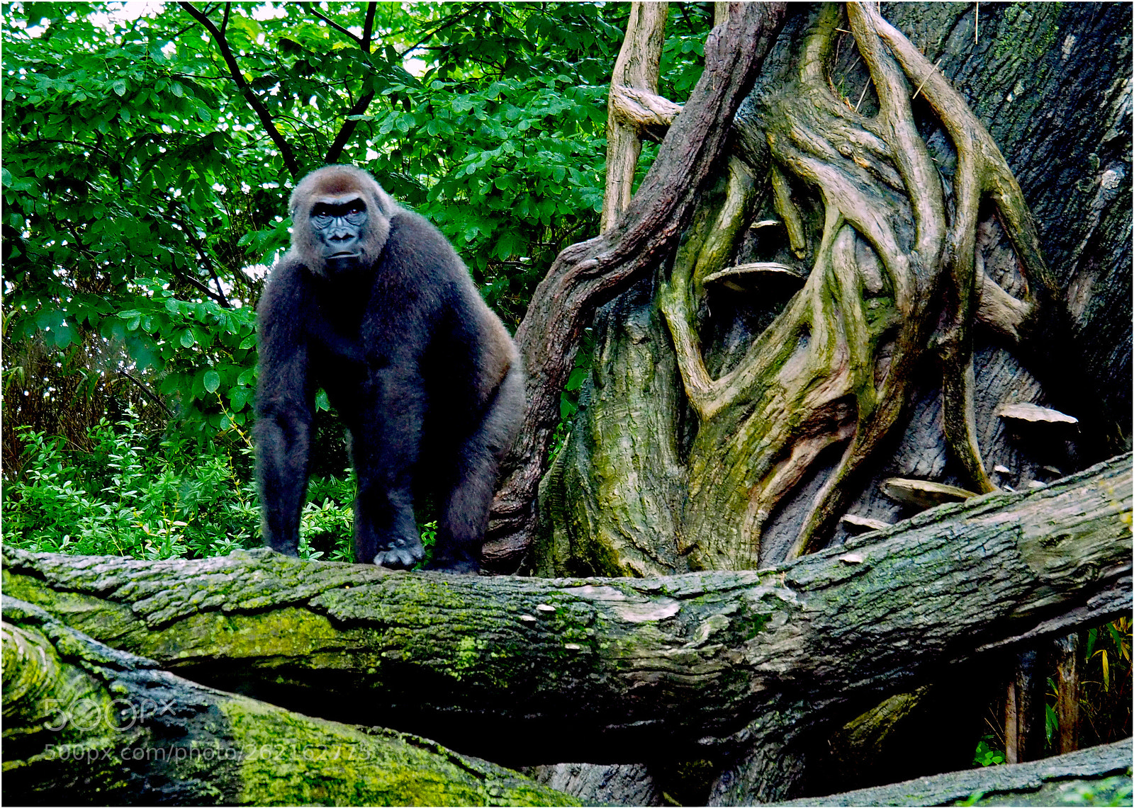 Olympus OM-D E-M5 II sample photo. Gorilla photography