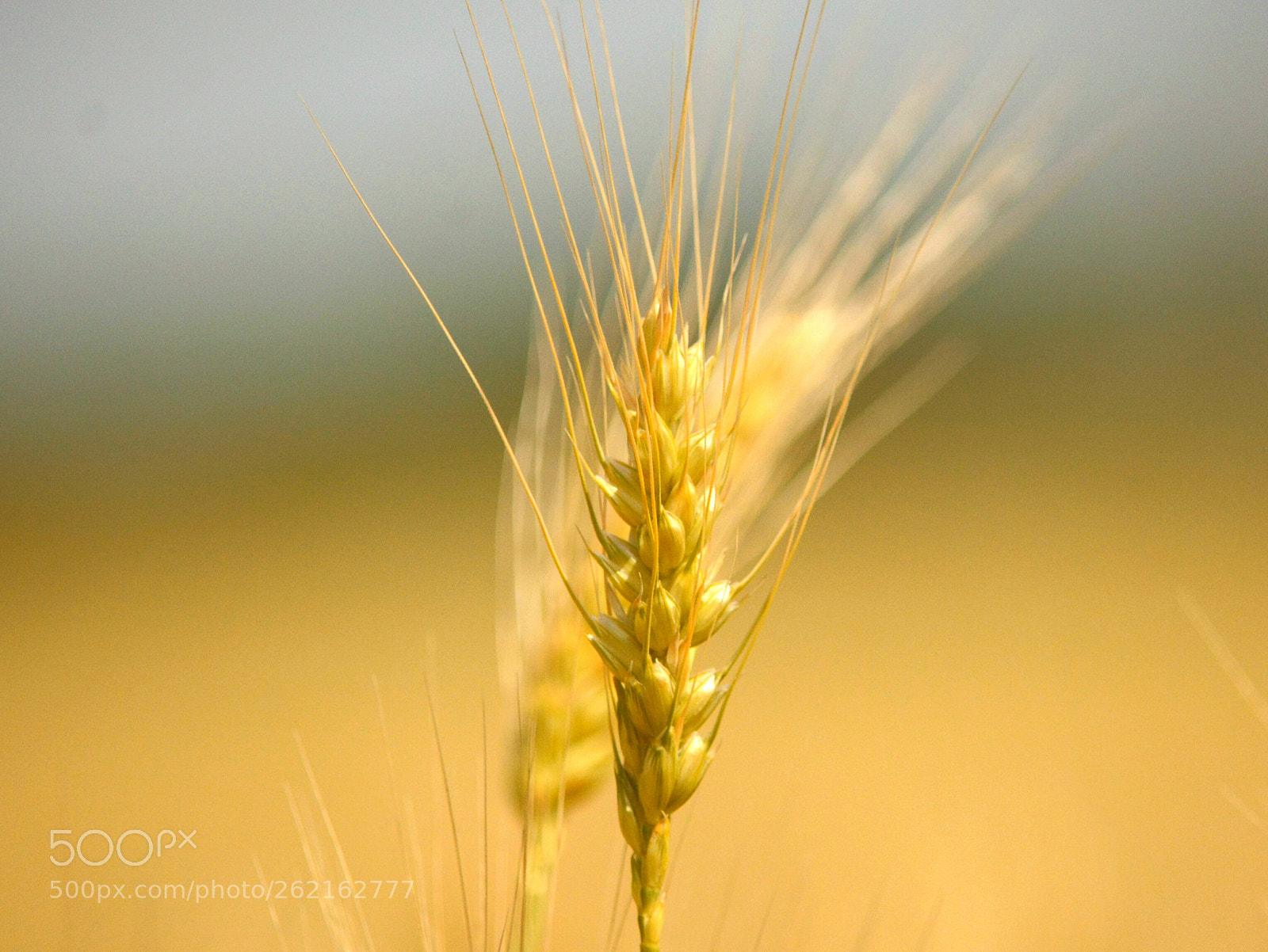 Nikon D7100 sample photo. Summer story photography