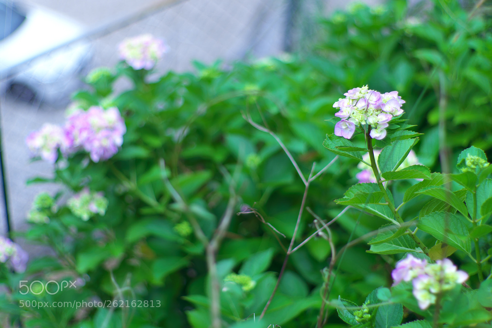 Fujifilm X-A3 sample photo. Hydrangea photography
