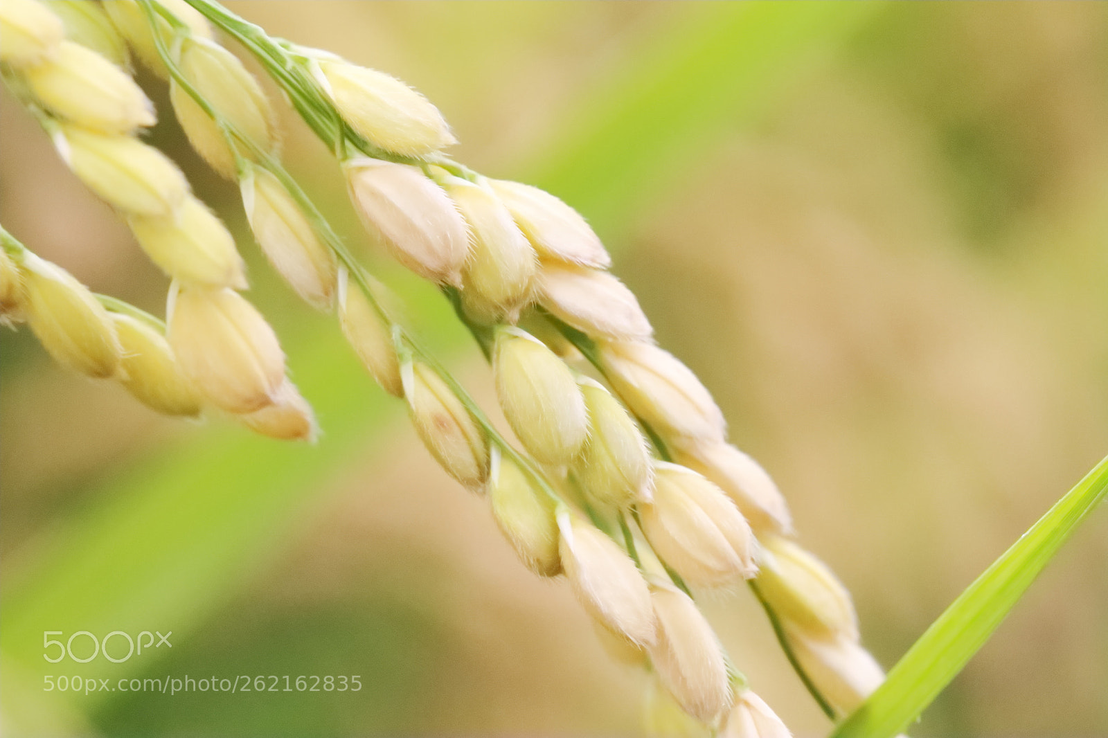Canon EOS 7D sample photo. 稻 photography