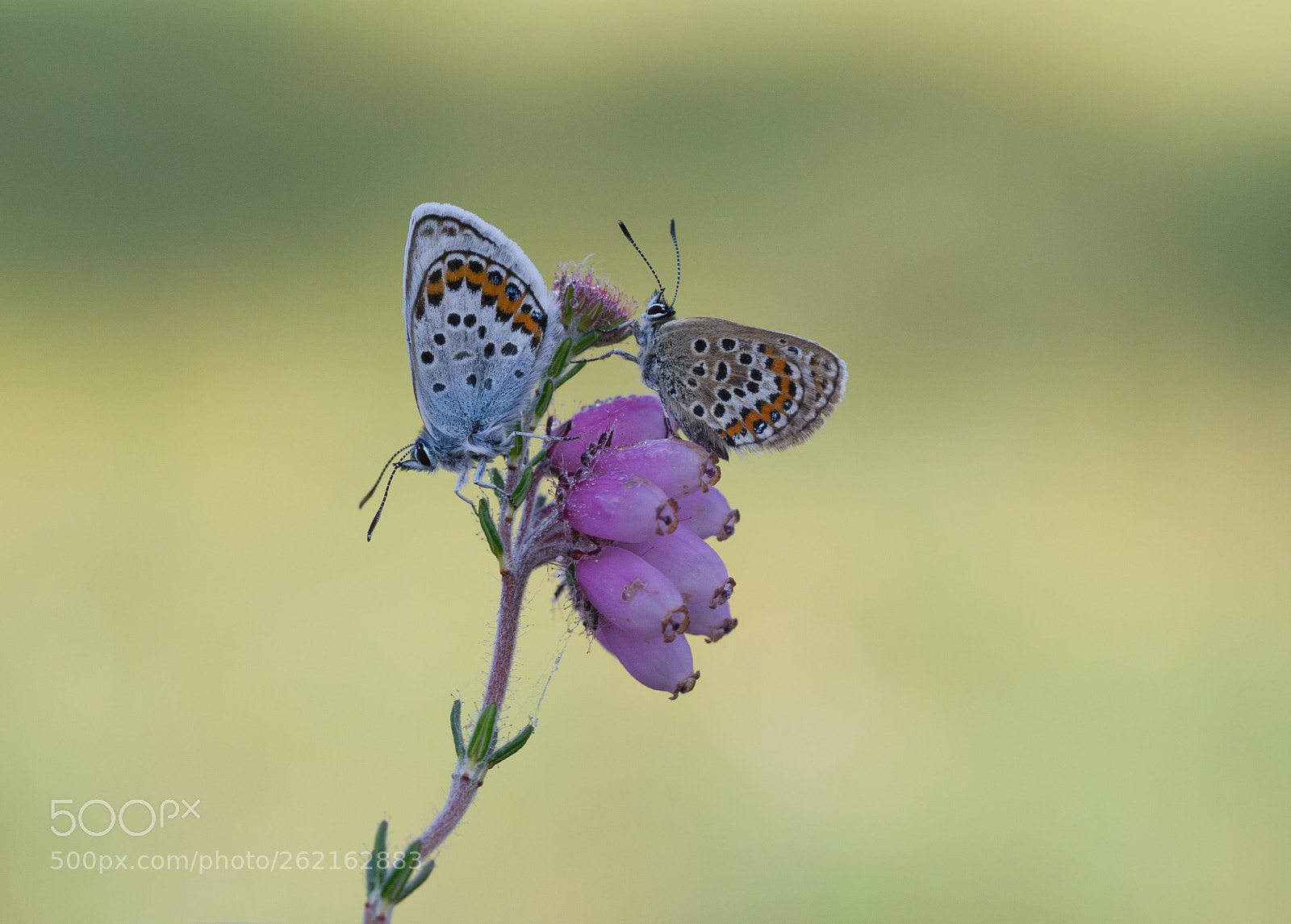 Nikon D3100 sample photo. Heideblauwtje (plebejus argus) photography