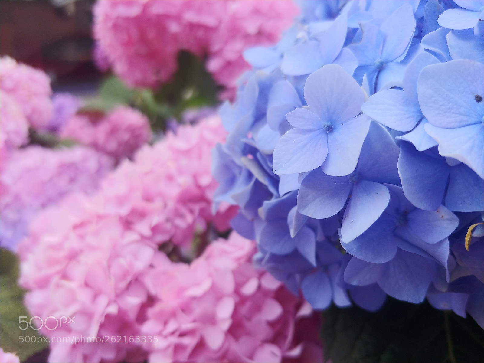 LG V30 sample photo. Blue and pink photography
