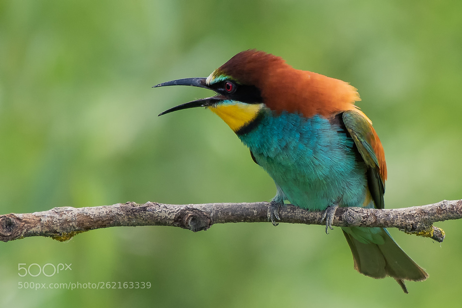 Nikon D500 sample photo. Bee-eater iv photography