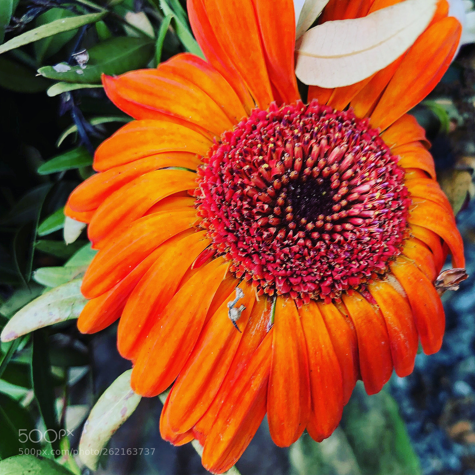 Apple iPhone 8 Plus sample photo. Lovely coloured flower photography