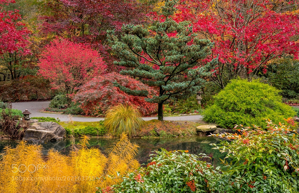 Sony a7R sample photo. Colored garden photography